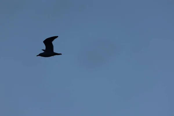 Vleugels Van Vrijheid Meeuwen Van Lente Zweven Oostzee — Stockfoto