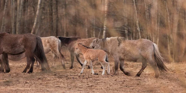 stock image Spring's New Wonder: Captivating Wild Horse Foal Embarking on Life's Journey in Northern Europe