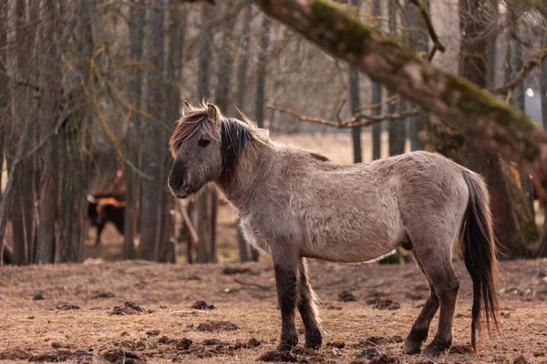 Untamed Majesty Captivating Portrait Wild Horse Early Spring Northern Europe — Stock Photo, Image