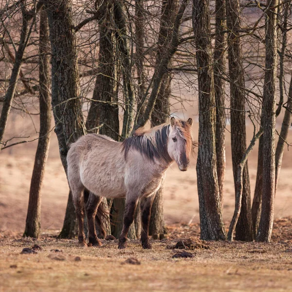 Evcilleştirilmemiş Majesteleri Kuzey Avrupa Lkbaharın Başlarında Vahşi Bir Atın Büyüleyici — Stok fotoğraf