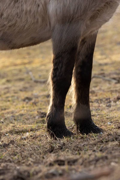 Pełna Wdzięku Wolność Majestatyczne Dzikie Konie Wędrujące Wczesną Wiosną Europie — Zdjęcie stockowe