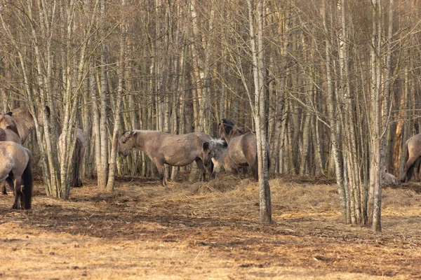 Zarif Özgürlük Kuzey Avrupa Baharın Başında Görkemli Vahşi Atlar Dolaşıyor — Stok fotoğraf