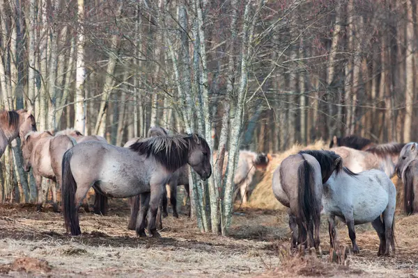 Anmutige Freiheit Majestätische Wildpferde Streifen Vorfrühling Durch Nordeuropa — Stockfoto