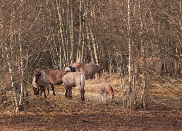 Pełna Wdzięku Wolność Majestatyczne Dzikie Konie Wędrujące Wczesną Wiosną Europie — Zdjęcie stockowe