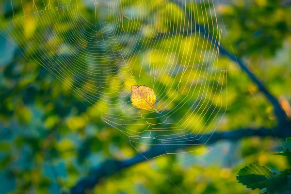 Nature Master Weaver Delicate Spider Captured Spring Morning Light Northern — Stock Photo, Image