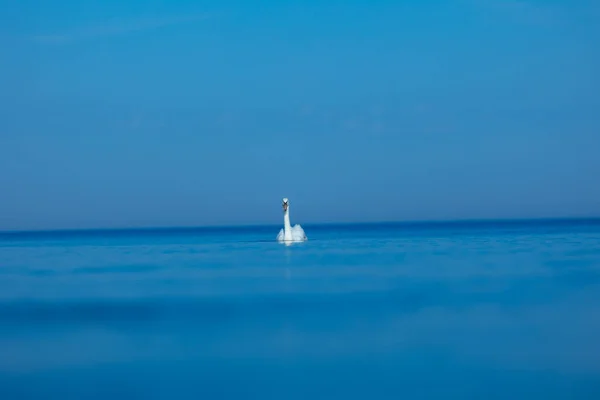 Грациозное Величество Белый Лебедь Скользит Балтийскому Морю Северной Европе — стоковое фото