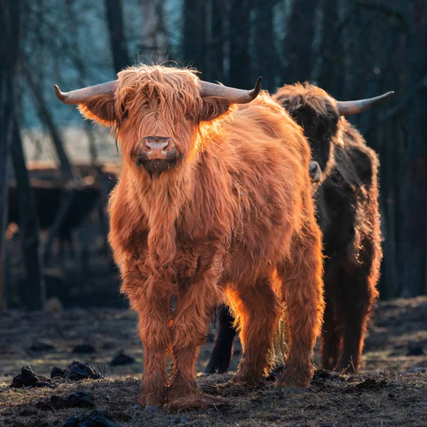 野生の美が解き放たれた 北ヨーロッパの早春の毛皮のような茶色の牛の雄大な肖像 ロイヤリティフリーのストック写真