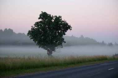 Misty Pathways: Kuzey Avrupa 'da Yaz Sabahı Sisinde Çekirdek Toprak Yol Büyüleyici