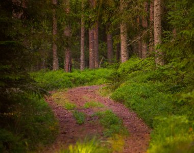 Büyülü Yollar: Kuzey Avrupa 'da Yaz Sabahında Görkemli Orman Yolu