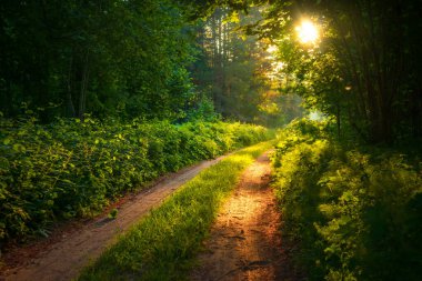 Büyülü Yollar: Kuzey Avrupa 'da Yaz Sabahında Görkemli Orman Yolu