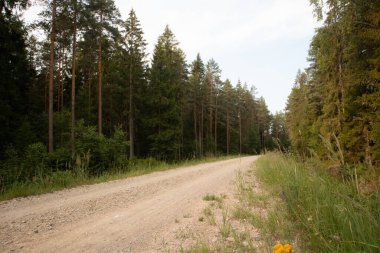 Büyülü Yollar: Kuzey Avrupa 'da Yaz Sabahında Görkemli Orman Yolu