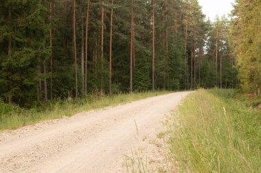 Büyülü Yollar: Kuzey Avrupa 'da Yaz Sabahında Görkemli Orman Yolu