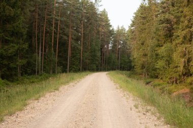 Büyülü Yollar: Kuzey Avrupa 'da Yaz Sabahında Görkemli Orman Yolu