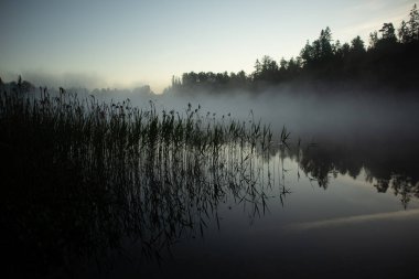 Misty Sükunet: Kuzey Avrupa 'daki Sakin Göl' de Sakin Bir Yaz Sabahı
