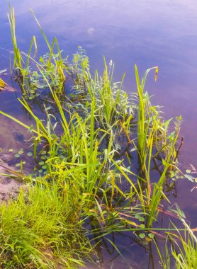Riverside Oasis: Kuzey Avrupa 'daki Vahşi Nehir Kıyıları Boyunca Çiçek açan Flora