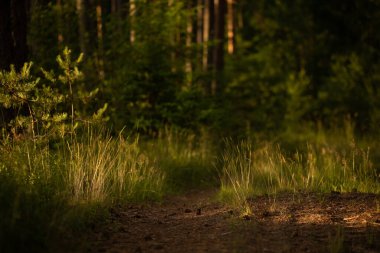 Morning Serenade: Kuzey Avrupa 'da Yaz aylarında Yol Kenarı Bitkilerinin Tazelenen Güzelliği