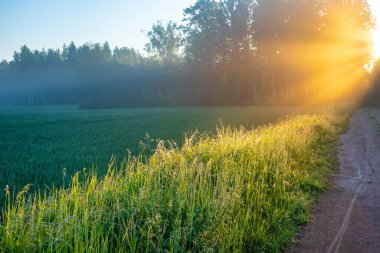 Golden Pathways: Serene Gravel Road in the Summer Sunlight in Kuzey Avrupa