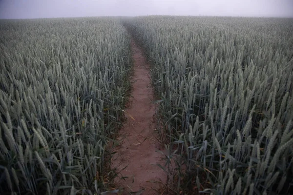 Misty Pathways Betoverende Onverharde Onverharde Landweg Een Zomerochtendmist Noord Europa — Stockfoto