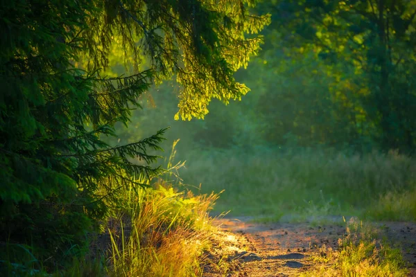 Enchanted Pathways Majestic Forest Road Summer Morning Northern Europe — Stock Photo, Image