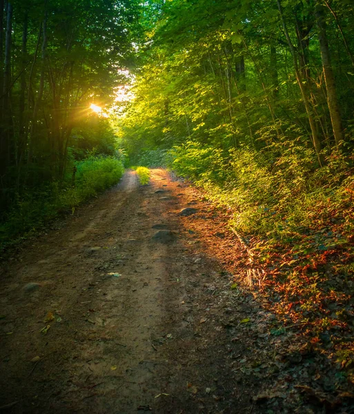 Stock image Enchanted Pathways: Majestic Forest Road in Summer Morning in Northern Europe