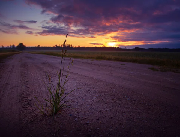 Утренняя Серенада Освежающая Красота Придорожных Растений Летом Северной Европе — стоковое фото