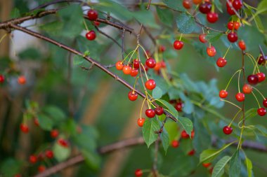 Yaz 'ın Sulu Hazineleri: Kuzey Avrupa' daki Bahçede Güzel Kırmızı Kirazlar