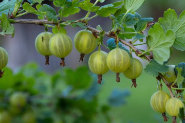 Sulu Mücevherler: Kuzey Avrupa 'daki Yaz Bahçesinde Güzel Yeşil Bektaşi üzümleri