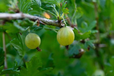 Sulu Mücevherler: Kuzey Avrupa 'daki Yaz Bahçesinde Güzel Yeşil Bektaşi üzümleri