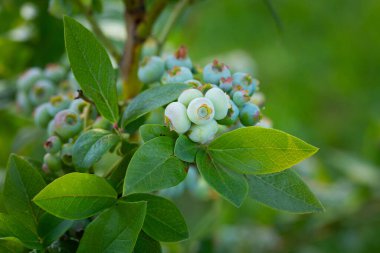 Doğa 'nın Sözü: Kuzey Avrupa' da Yaz Kucağında Yeşiller Yaban mersinleri