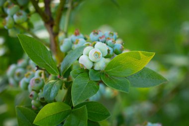 Doğa 'nın Sözü: Kuzey Avrupa' da Yaz Kucağında Yeşiller Yaban mersinleri