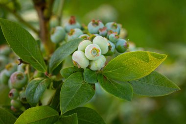 Doğa 'nın Sözü: Kuzey Avrupa' da Yaz Kucağında Yeşiller Yaban mersinleri