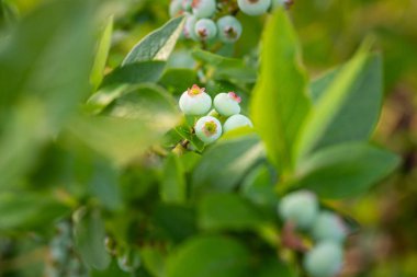 Doğa 'nın Sözü: Kuzey Avrupa' da Yaz Kucağında Yeşiller Yaban mersinleri