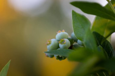Doğa 'nın Sözü: Kuzey Avrupa' da Yaz Kucağında Yeşiller Yaban mersinleri
