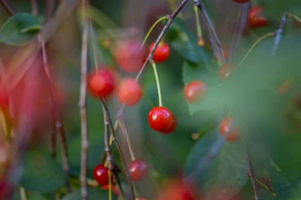 Сочные Сокровища Лета Красивые Красные Вишни Саду Северной Европе — стоковое фото