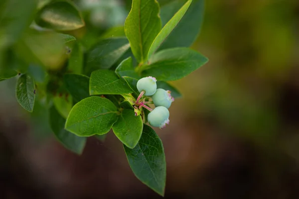 自然の約束 北ヨーロッパの夏の抱擁の緑豊かなブルーベリー — ストック写真