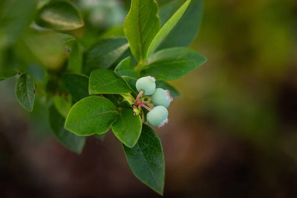 Promessa Natureza Amoras Verdes Exuberantes Abraço Verão Norte Europa — Fotografia de Stock