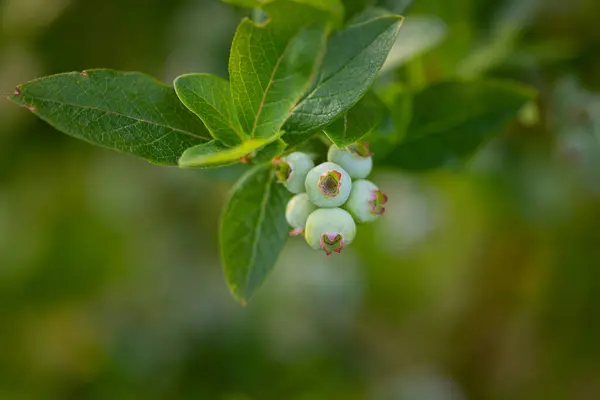 Nature Promise Lush Green Blueberries Summer Embrace Northern Europe — Stock Photo, Image