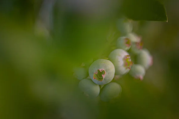 大自然的应许 北欧夏日拥抱中的郁郁葱葱的蓝莓 — 图库照片
