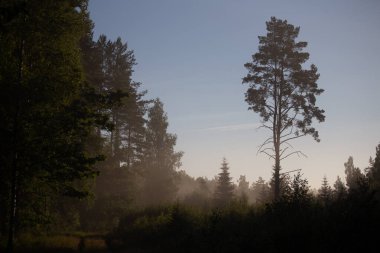 Enigmatik Fısıltılar: Kuzey Avrupa 'da Sisle Kaplanmış Huysuz Yaz Ormanı Sahnesi