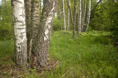 Yaz Verdant Oasis: Kuzey Avrupa 'da Taze Yeşil Ormanın Serin Güzelliği
