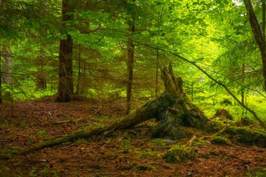 Büyüleyici Evergreen Senfonisi: Kuzey Avrupa 'da firavun, ladin ve çam ağaçlarıyla dolu bereketli yaz ormanı
