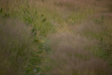 Emerald Senfoni: Kuzey Avrupa 'da Yaz aylarında Yeşillik Bitkileri Yeşertiyor