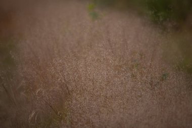 Emerald Senfoni: Kuzey Avrupa 'da Yaz aylarında Yeşillik Bitkileri Yeşertiyor