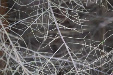 Emerald Senfoni: Kuzey Avrupa 'da Yaz aylarında Yeşillik Bitkileri Yeşertiyor