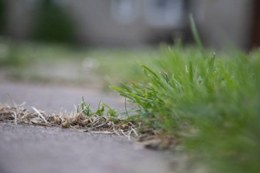 Verdant Oasis: Kuzey Avrupa 'da Bahçe Adorning the Garden