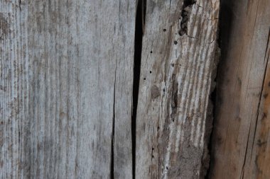 Rustik Cazibe: Kuzey Avrupa 'daki Serene Garden' da Yıpranmış Ahşap Kulübe