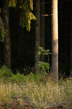 Güneş Işığı Huzuru: Kuzey Avrupa 'daki Ilıman Ormanında Görkemli Yaz Sahnesi