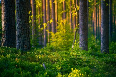 Güneş Işığı Huzuru: Kuzey Avrupa 'daki Ilıman Ormanında Görkemli Yaz Sahnesi