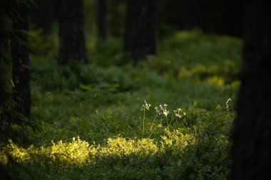 Güneş Işığı Huzuru: Kuzey Avrupa 'daki Ilıman Ormanında Görkemli Yaz Sahnesi