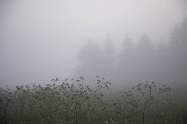 Gizemli Huzur: Kuzey Avrupa 'da Sisli Yaz Sabahında Taze Çayır